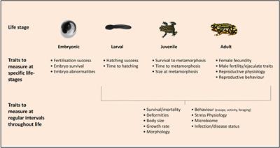 The importance of quantifying fitness-determining traits throughout life to assess the application of reproductive technologies for amphibian species recovery